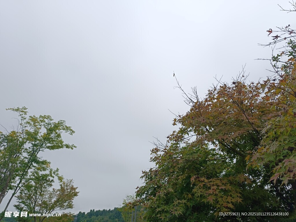 秋日树林天空景象
