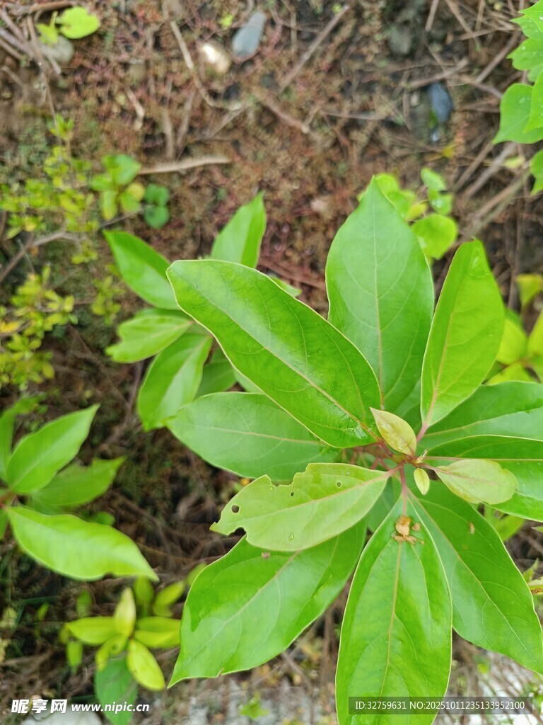 绿叶丛生的清新植物