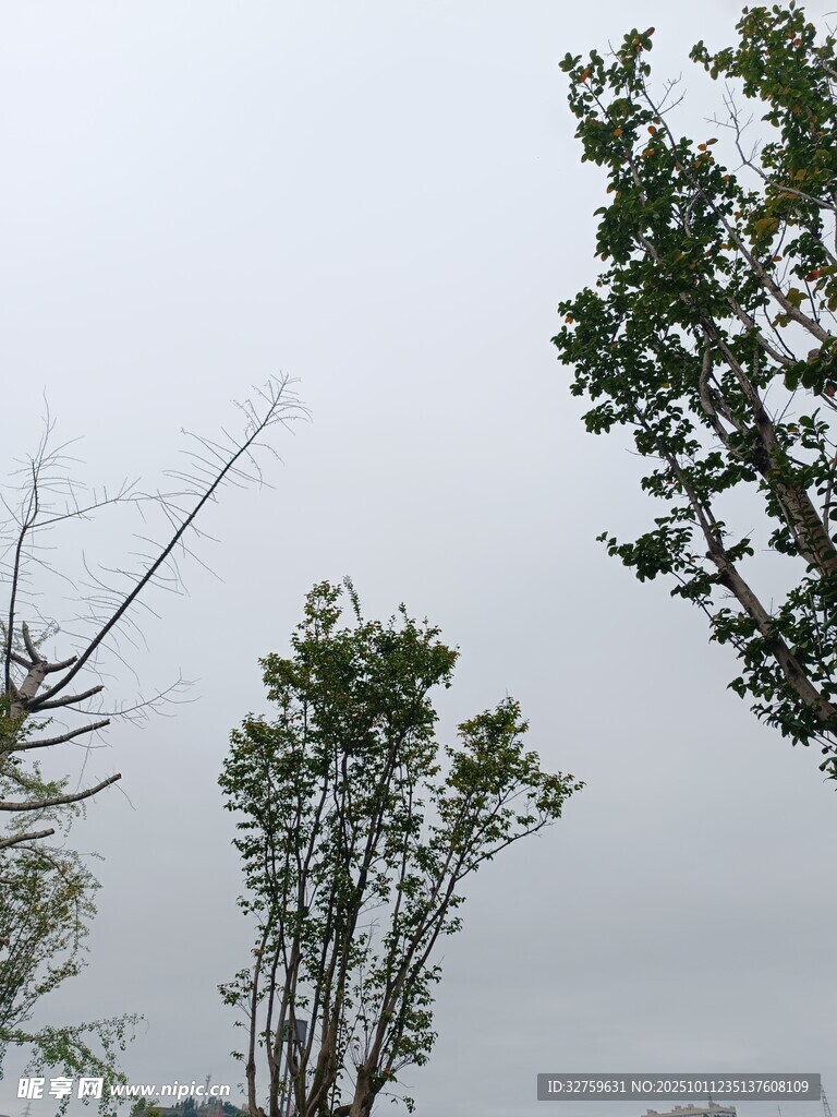 阴天中的挺拔树木