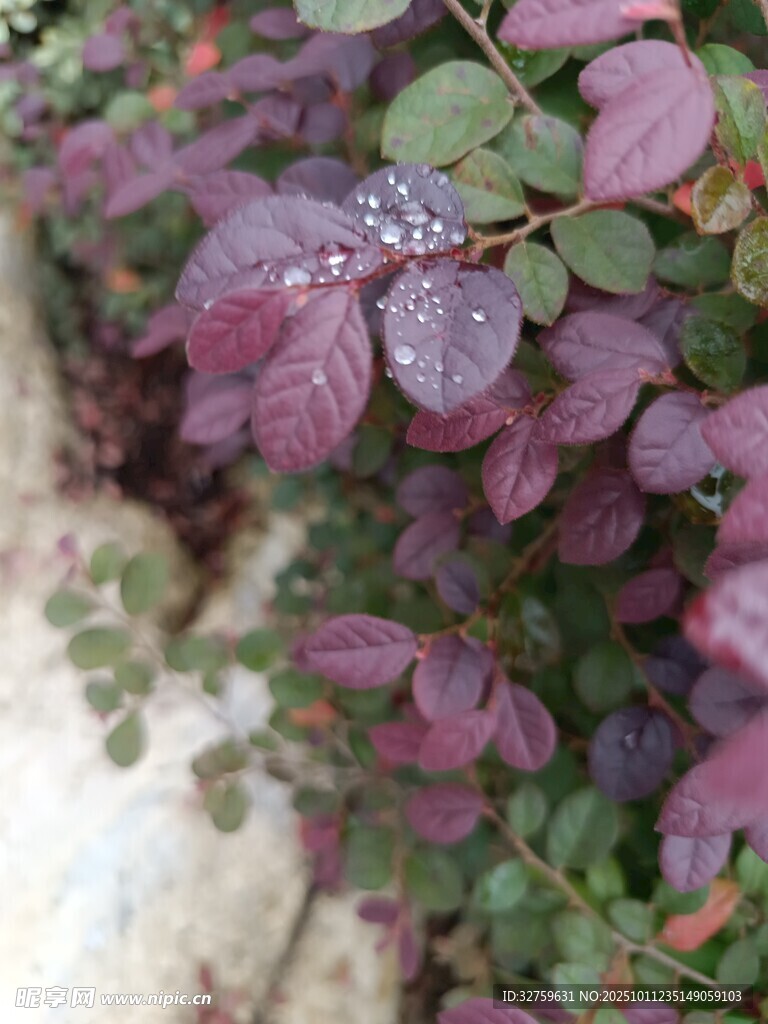 带露珠的紫叶植物
