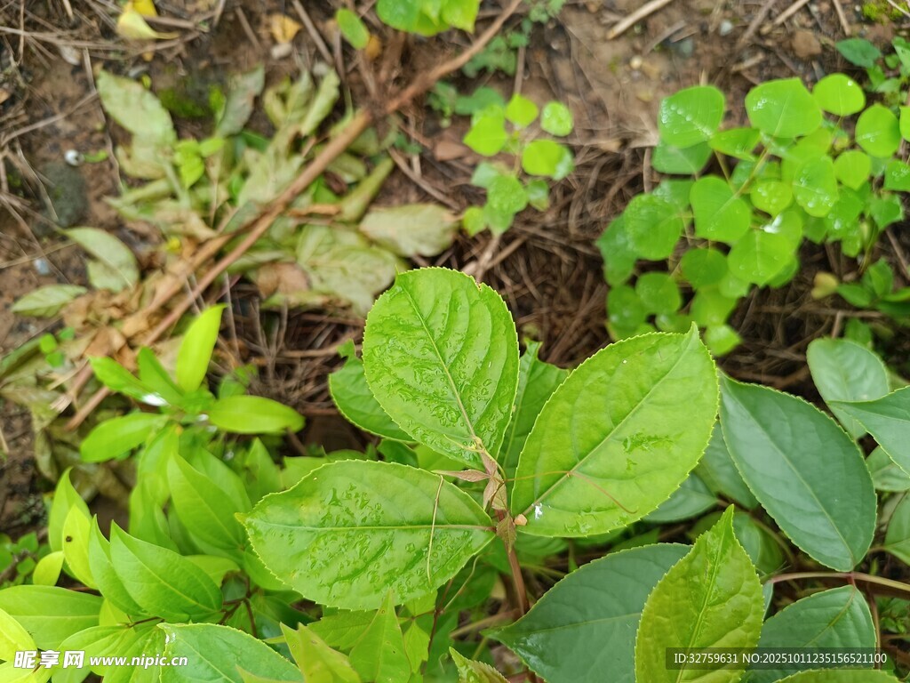 野外繁茂的绿色植物