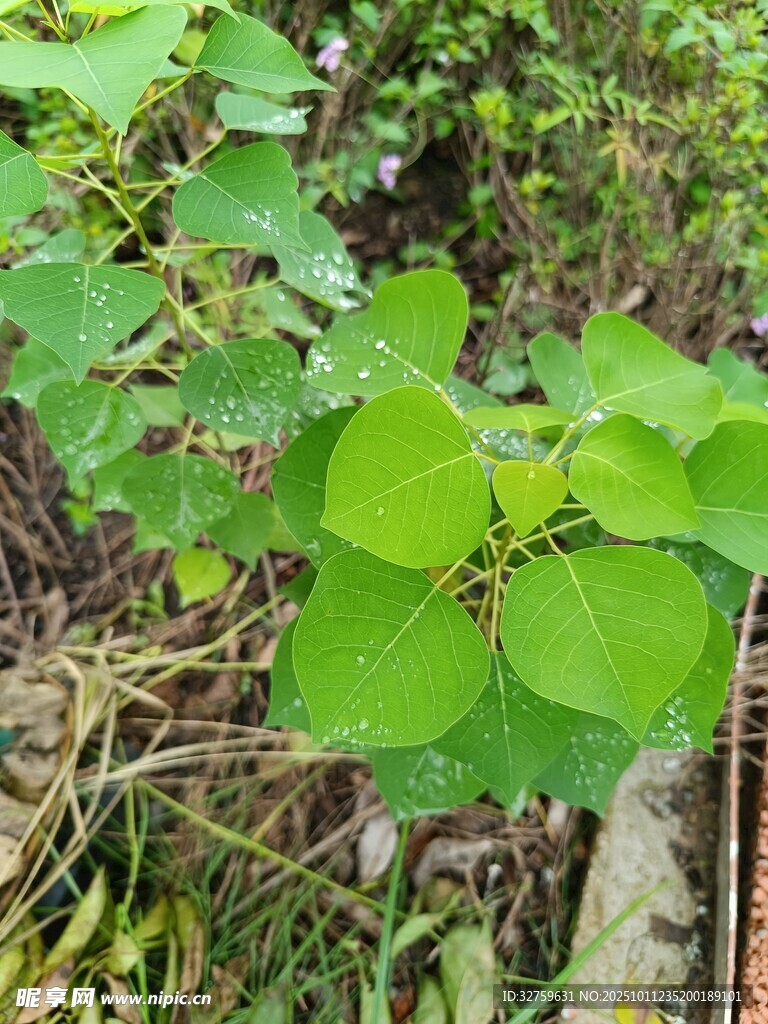 绿叶植物特写