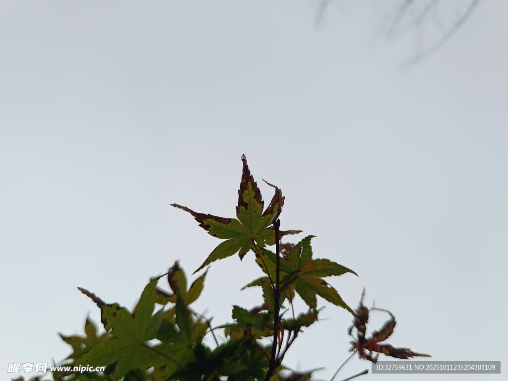 枝头枫叶映灰白天空