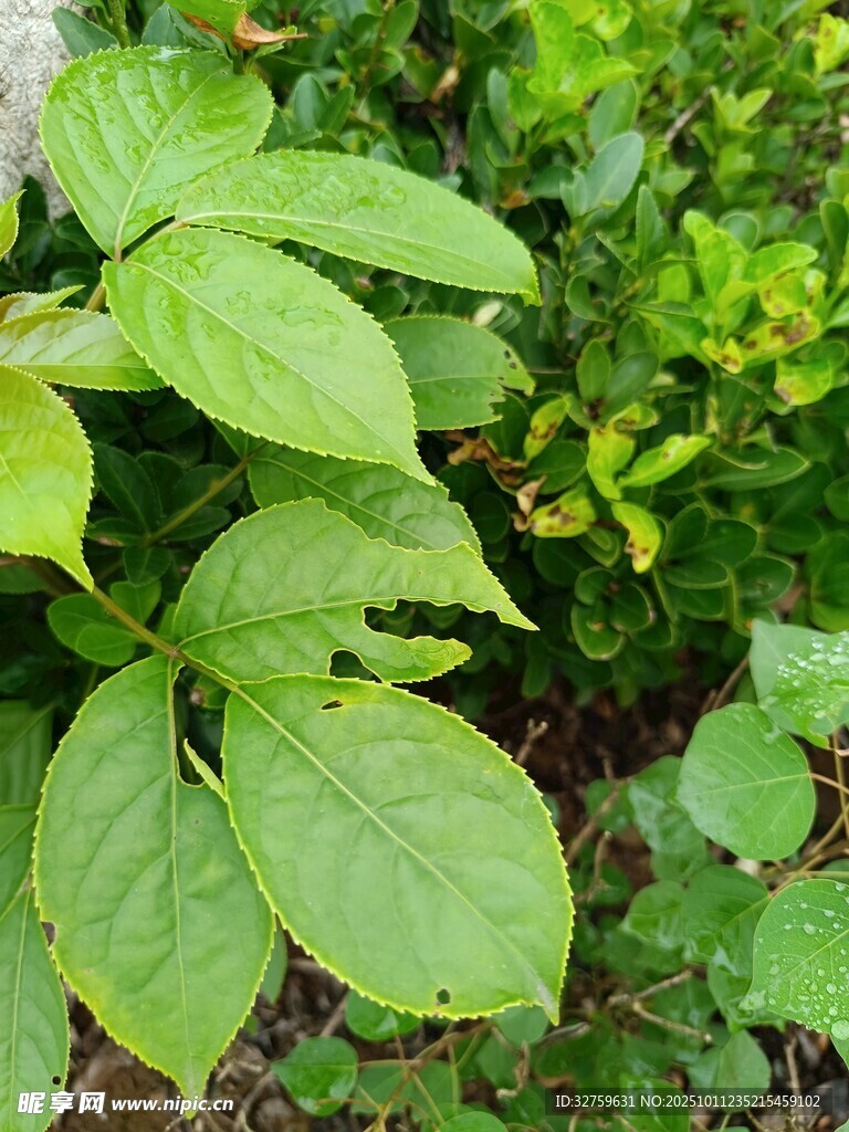 绿叶丛生的植物景观