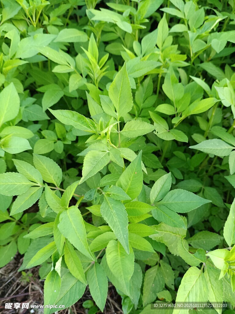 嫩绿繁茂的植物叶片