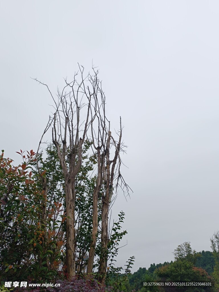 枯树立于绿意间