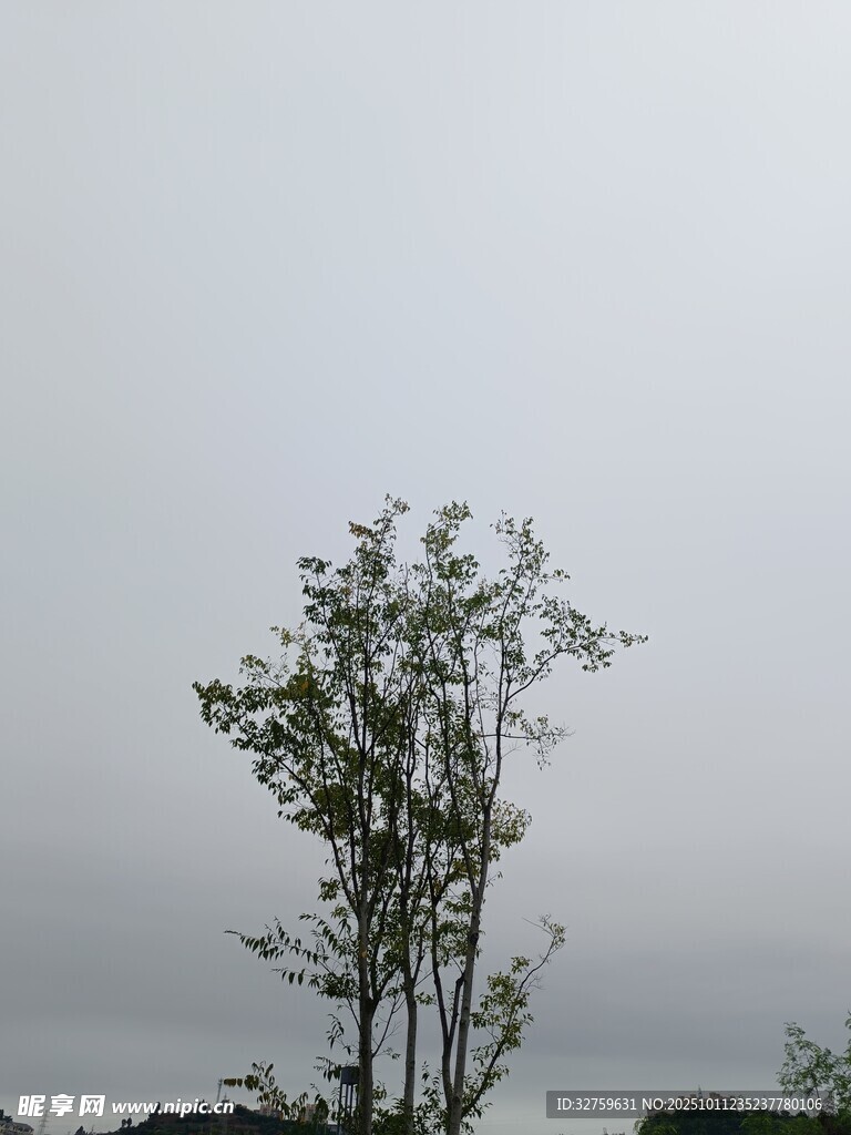 孤树挺立在阴沉天空下