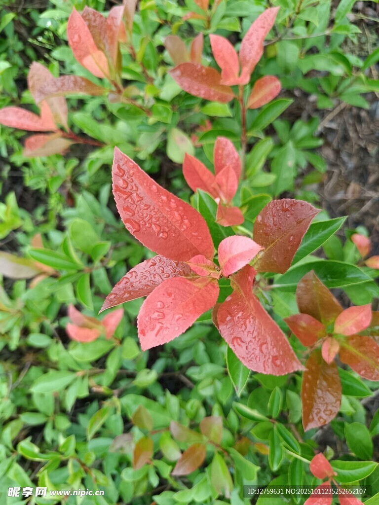 红叶绿植特写