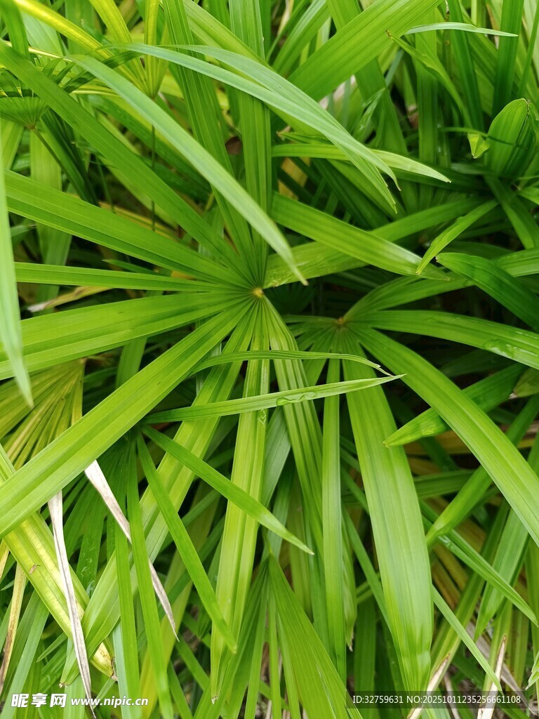 翠绿细长叶片的清新植物