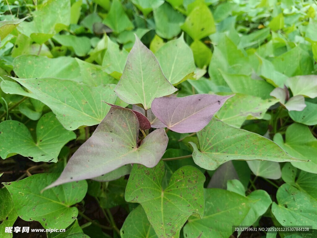 紫叶红薯叶植株特写