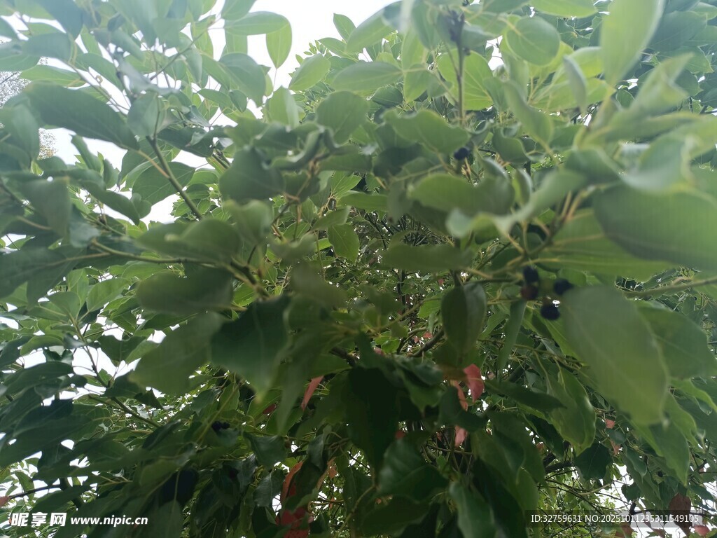 繁茂绿叶的生机景象