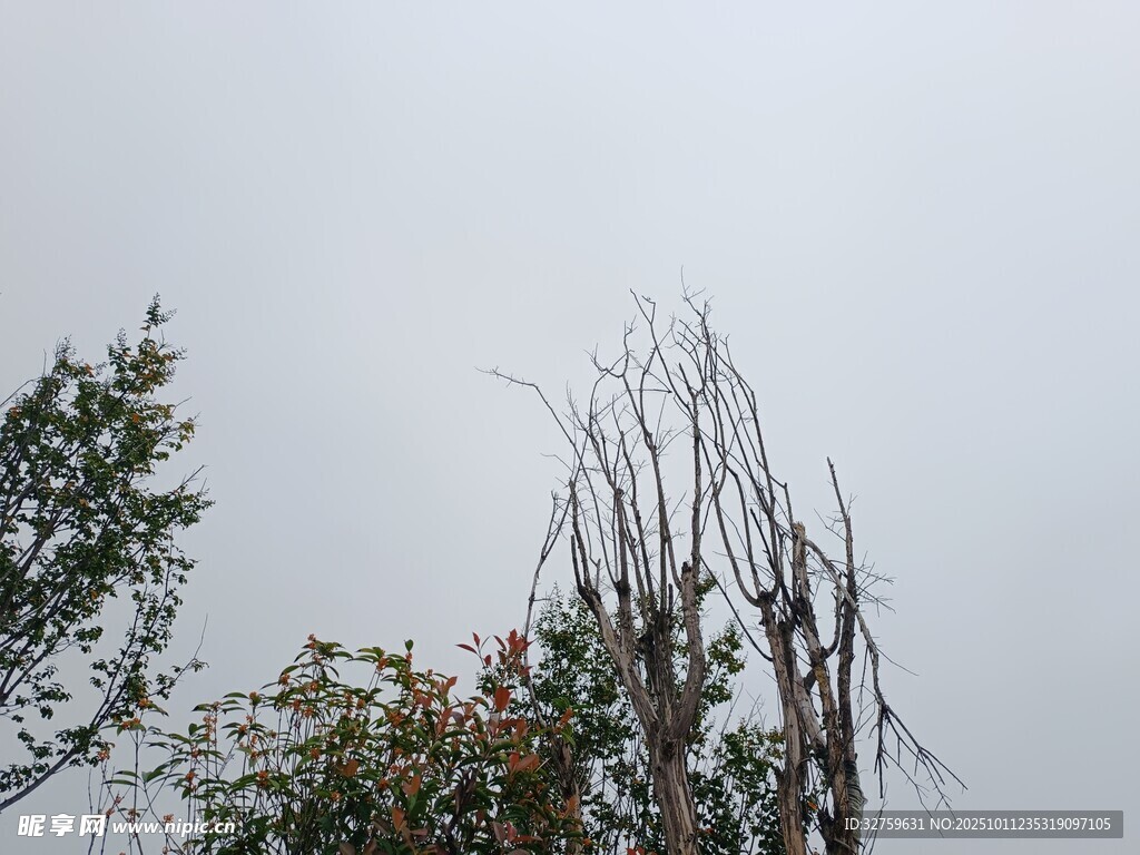 枯树与绿树相映成景