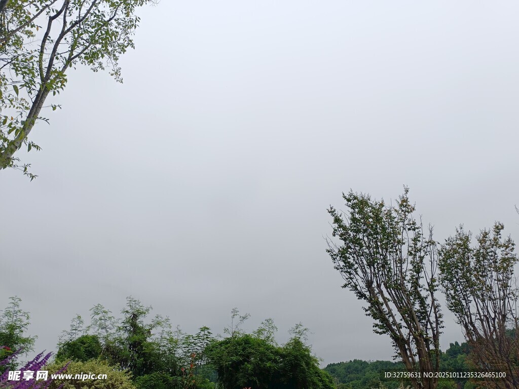 阴天中的绿植与树木