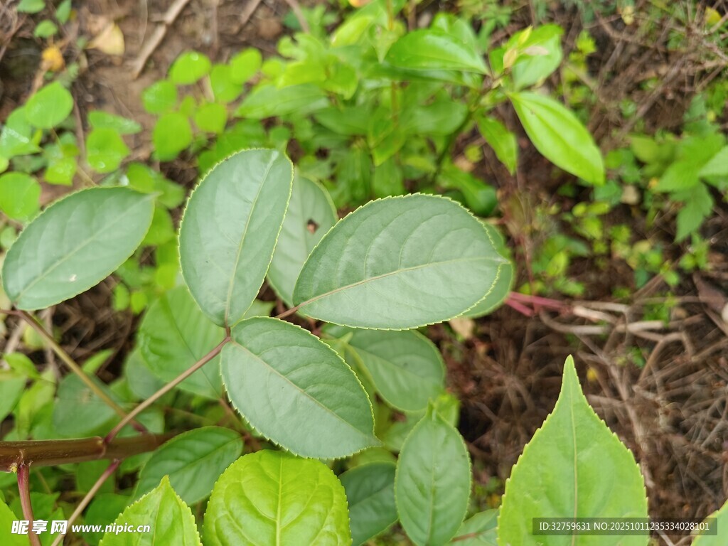绿叶植物特写