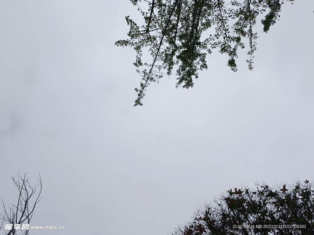 仰视树枝与天空景象