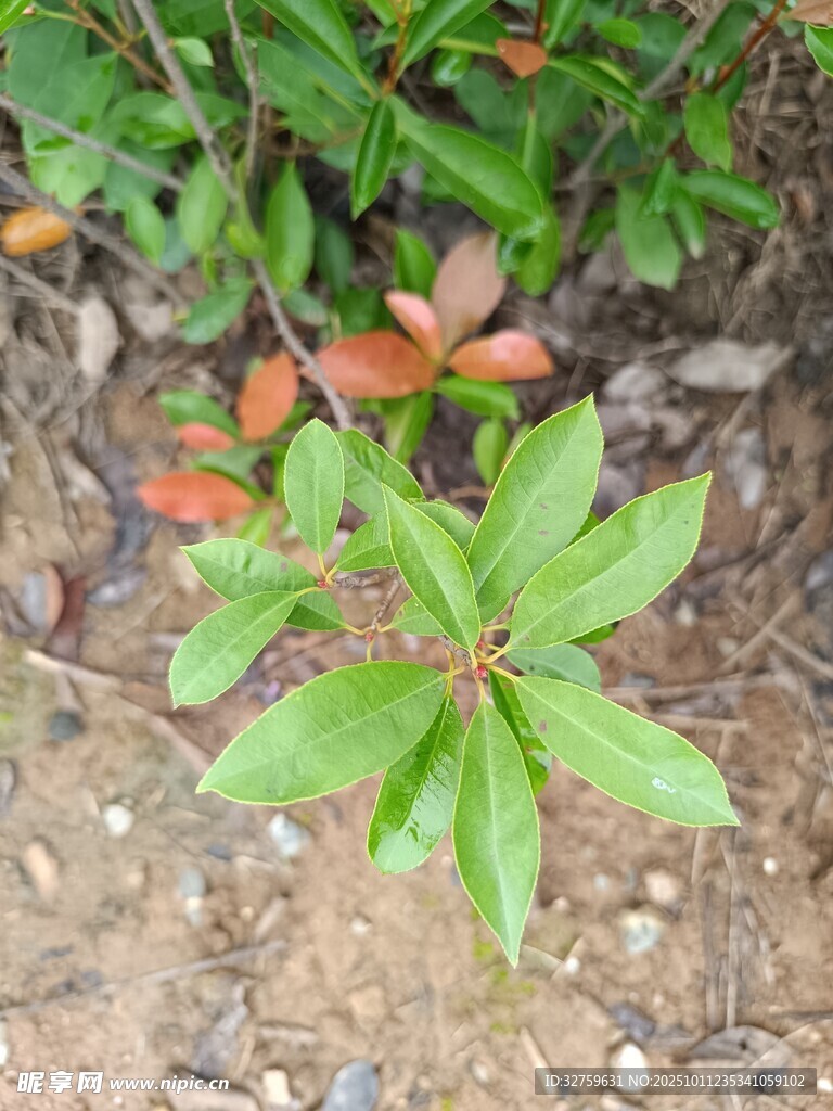 绿叶红芽的植物特写