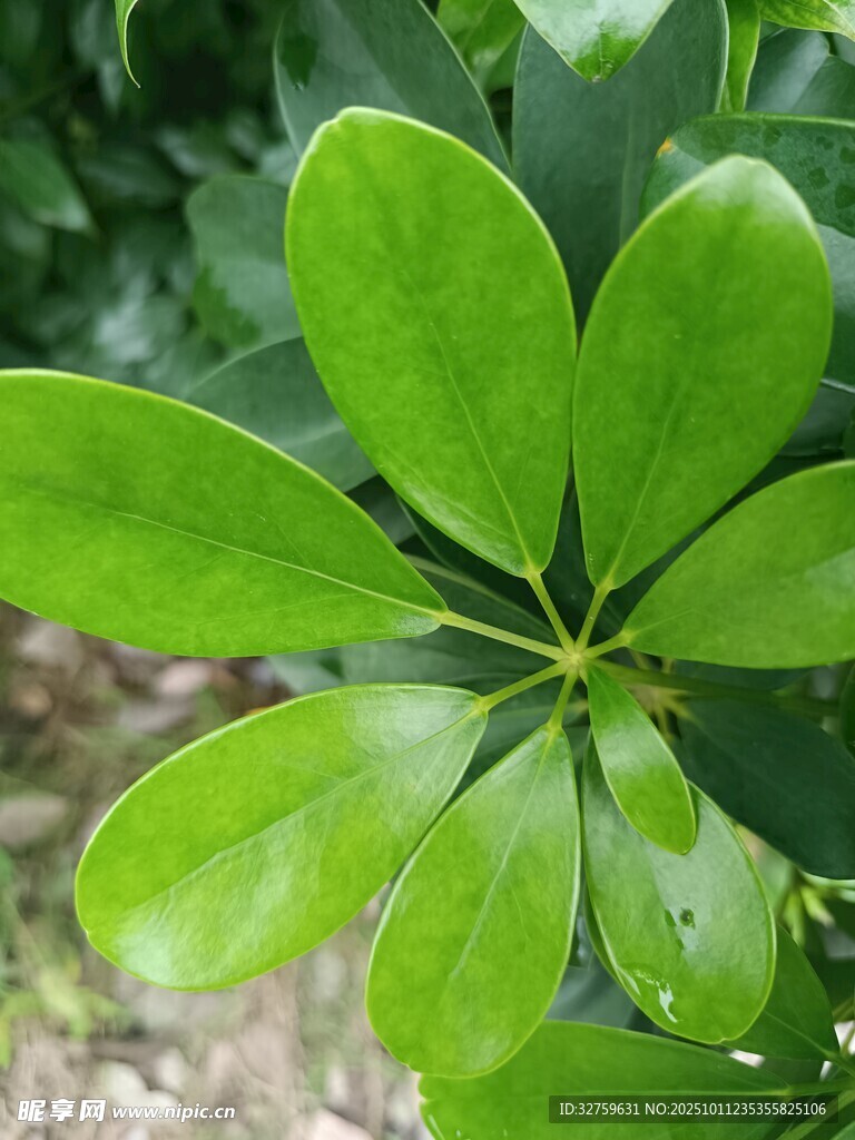 翠绿鹅掌柴叶片特写