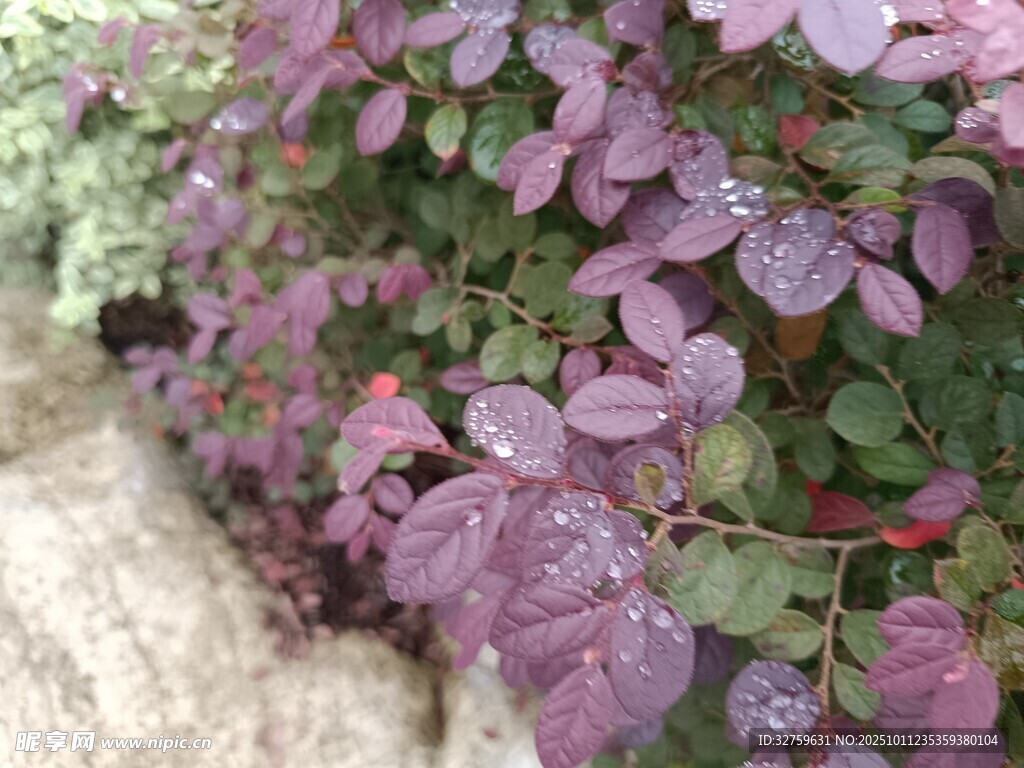 紫叶植物景观