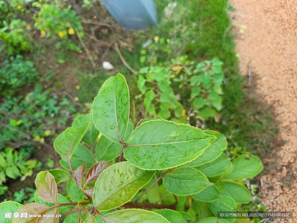 绿叶植物与小径景观