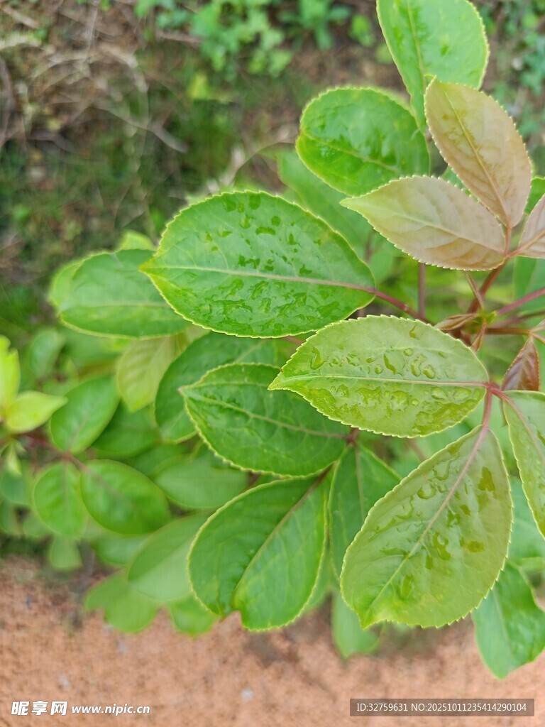 嫩绿叶片植物特写
