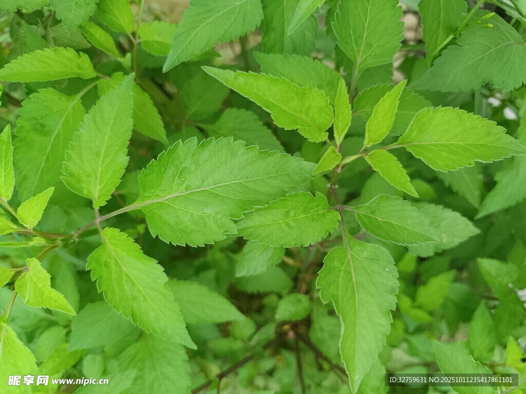 翠绿繁茂的植物枝叶
