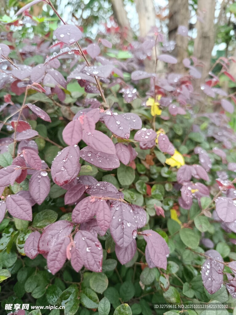 紫叶植物花卉特写