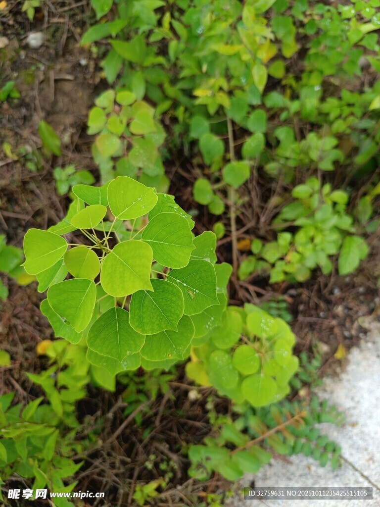 嫩绿叶片生长于草丛间