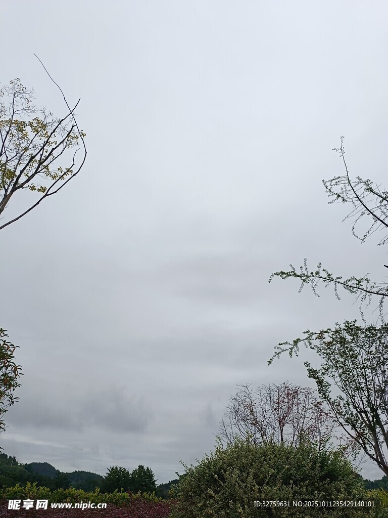 阴天中的树木景观