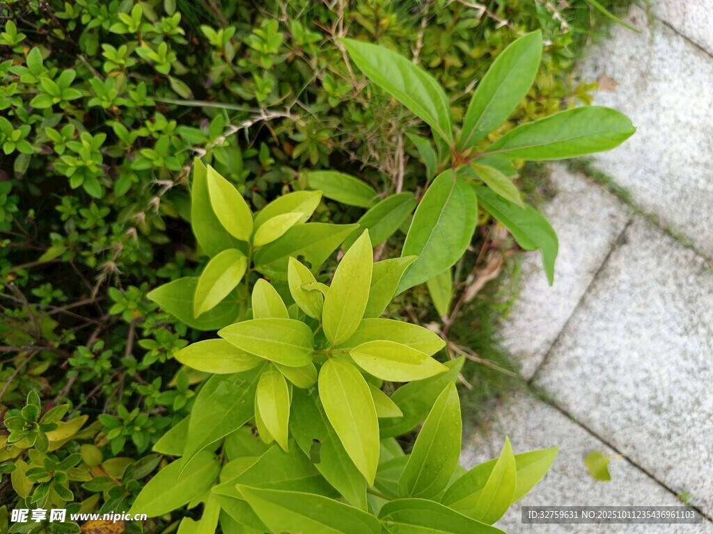 路边绿植特写