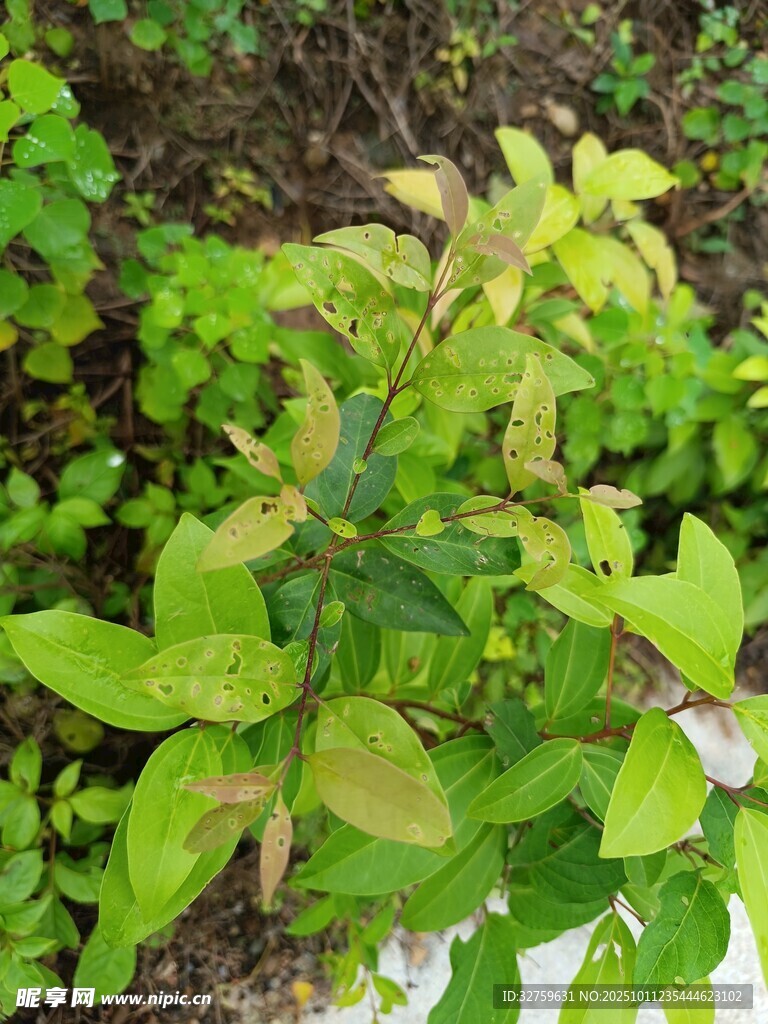 绿叶植物特写