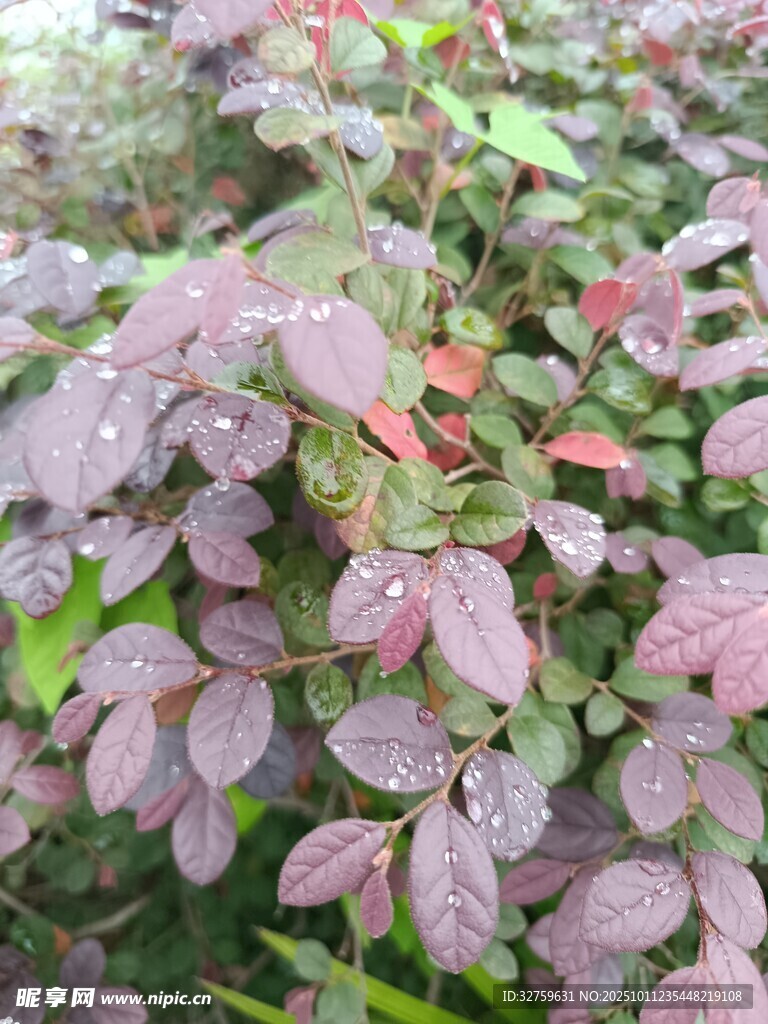 紫叶植物景观
