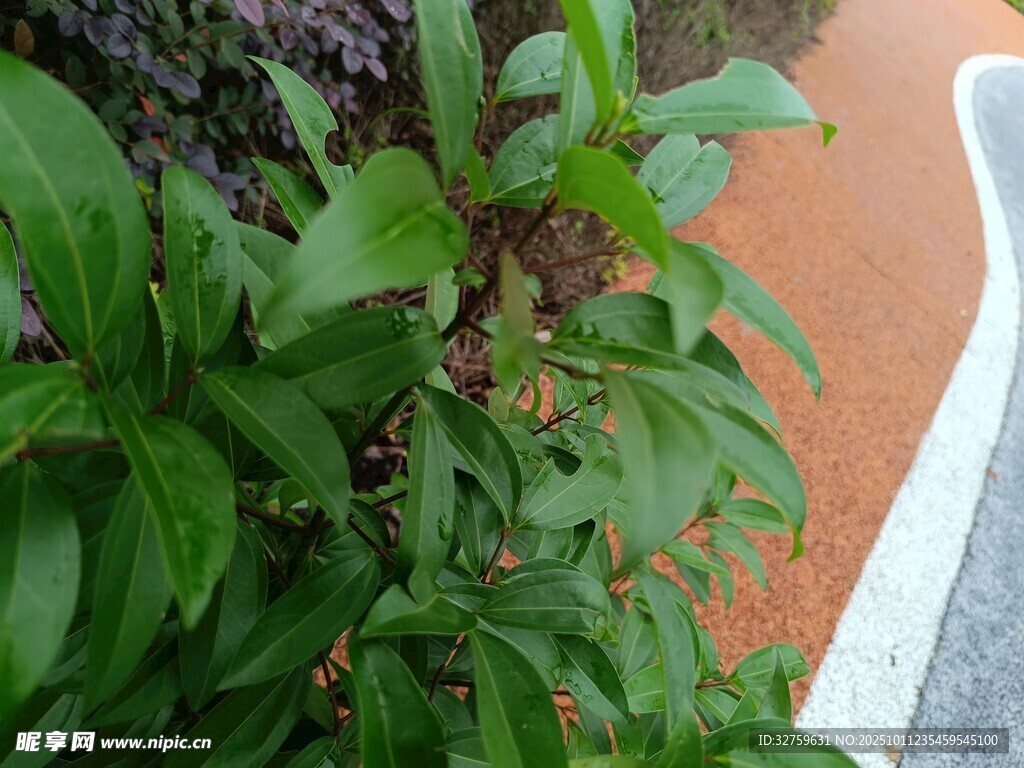 路边翠绿植物特写