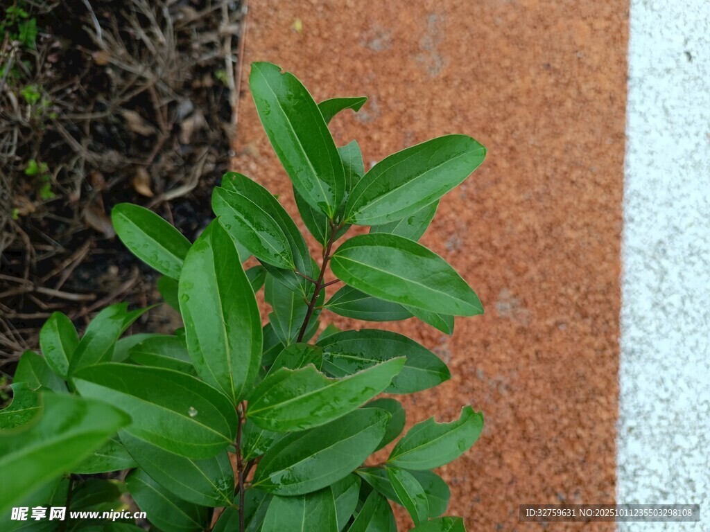 绿叶与红地边缘的景致