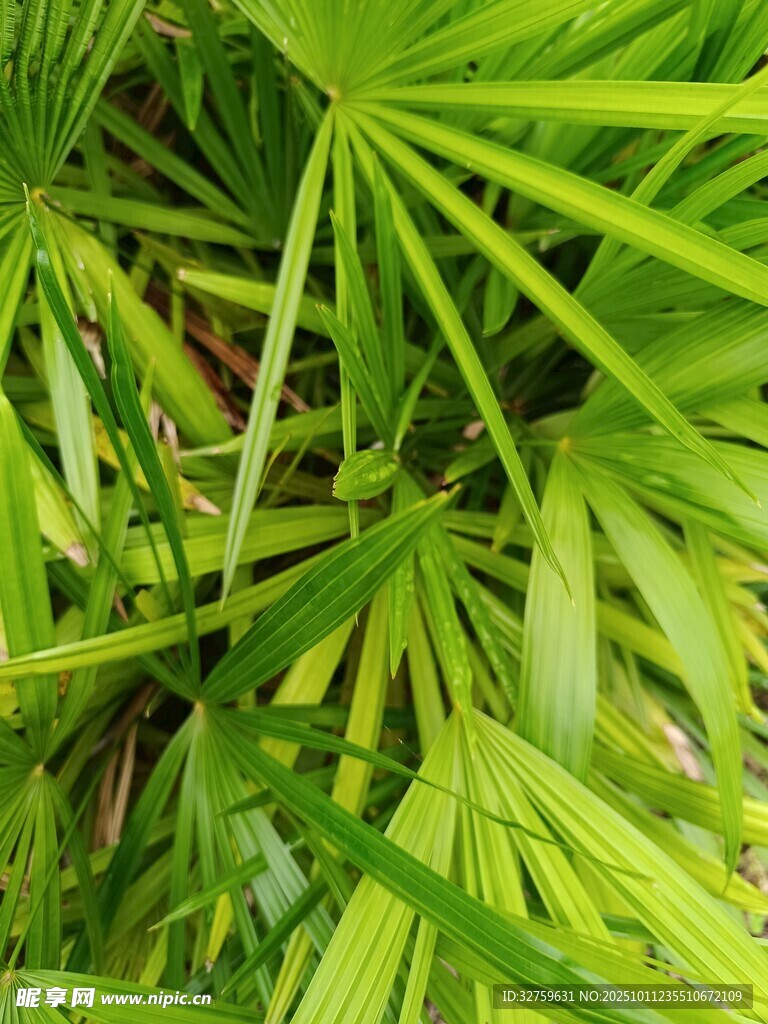 翠绿蒲葵叶特写