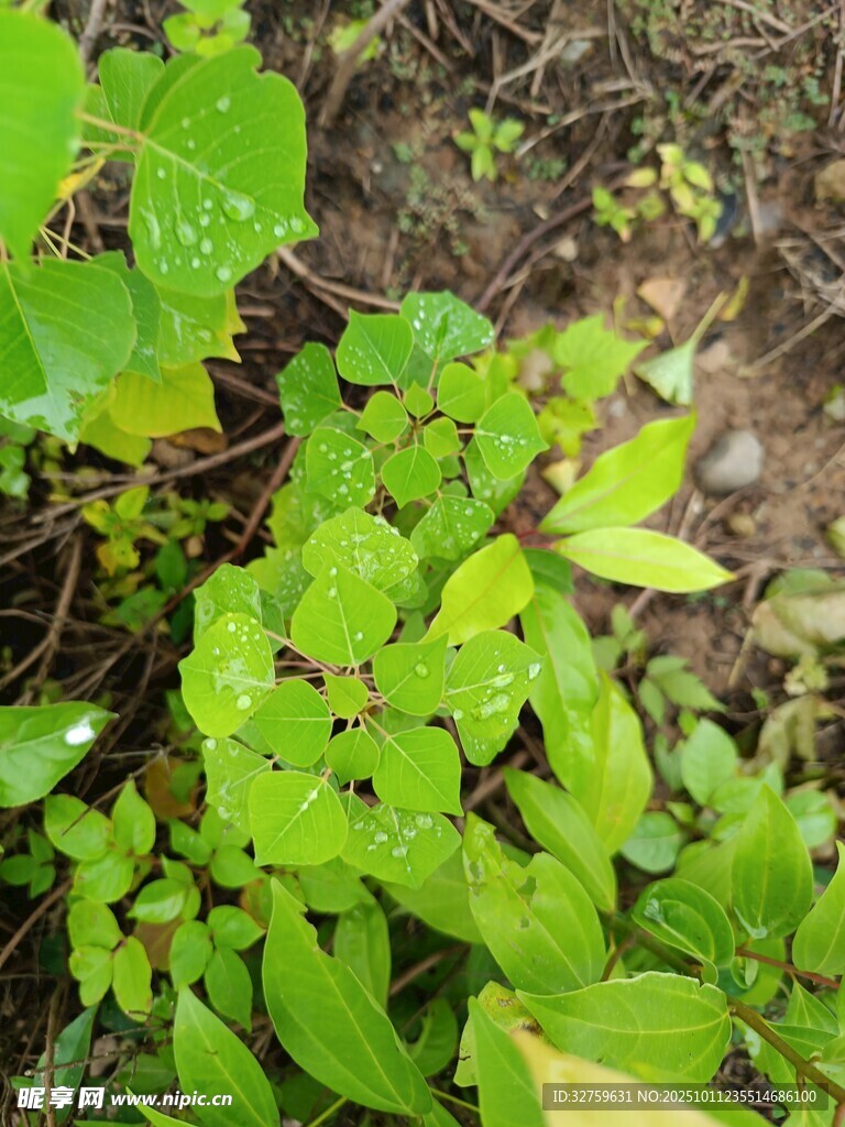 嫩绿植物生机盎然