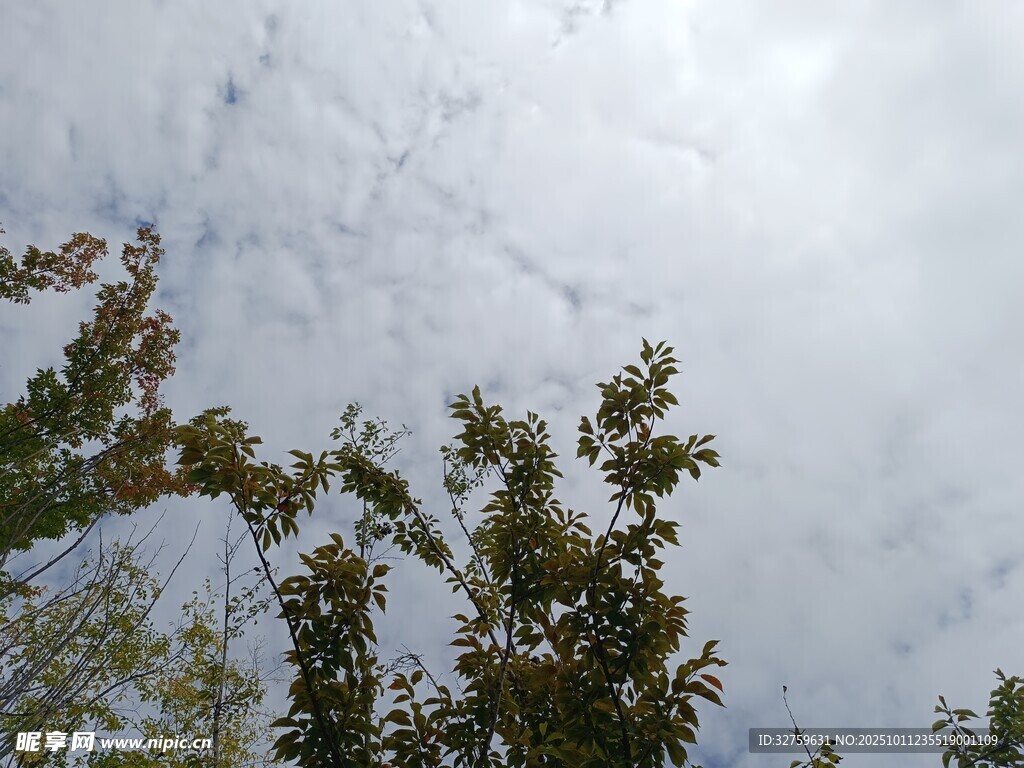 透过枝叶看天空
