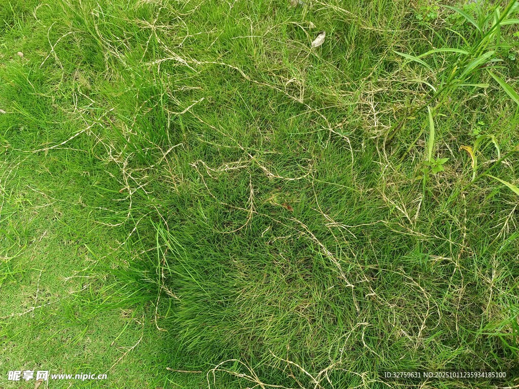翠绿草地纹理特写