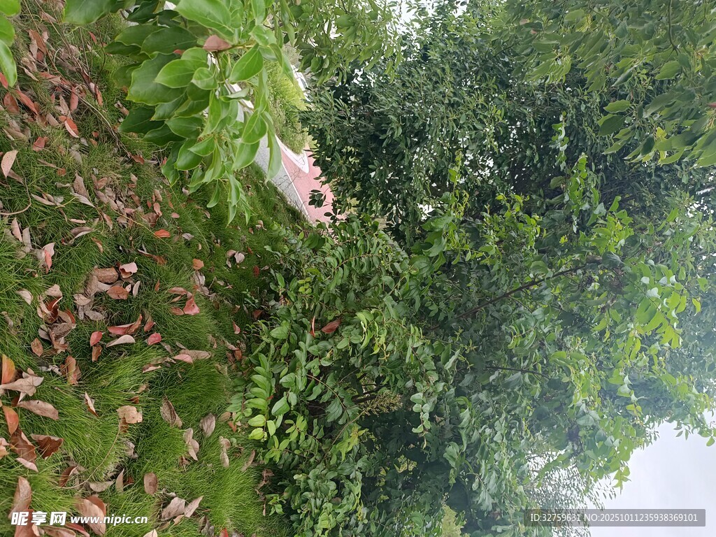 林间景象 