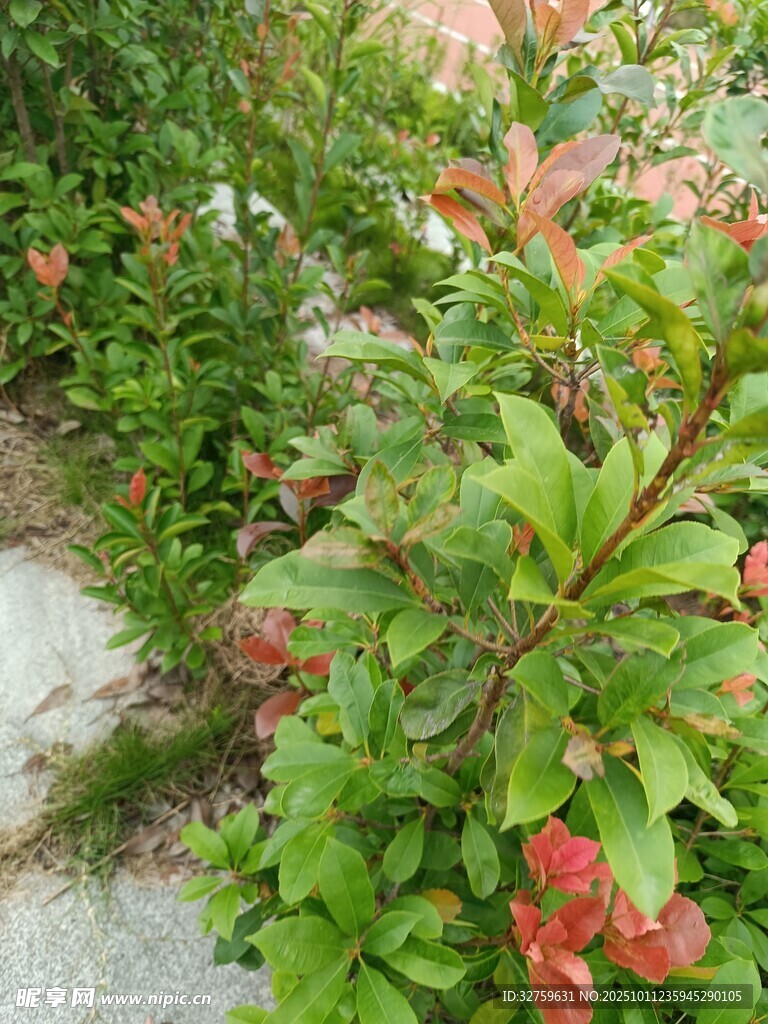 多彩植物装点的小径