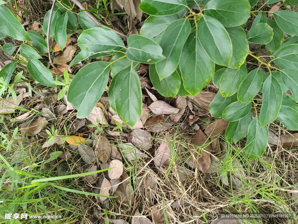 地面绿叶与散落枯叶景象