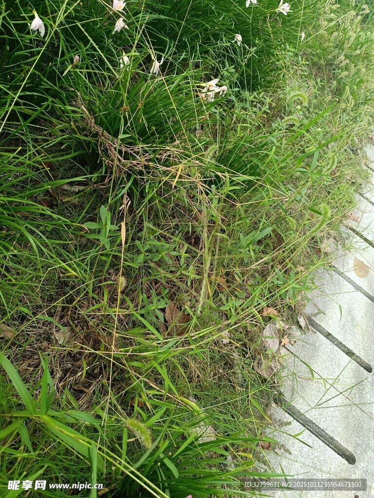 路边翠绿草丛与石板路