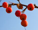 枝头红柿映蓝天