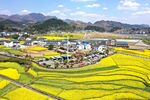 花茂村春日田园风光
