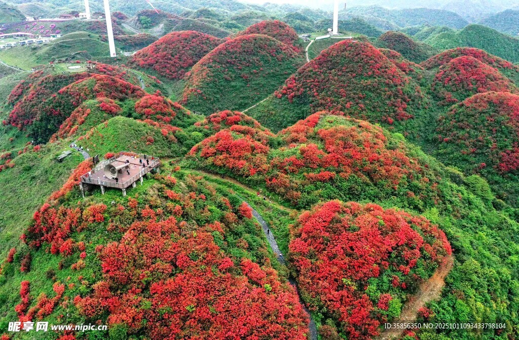 洪关太阳漫山红花绿意盎然的美景