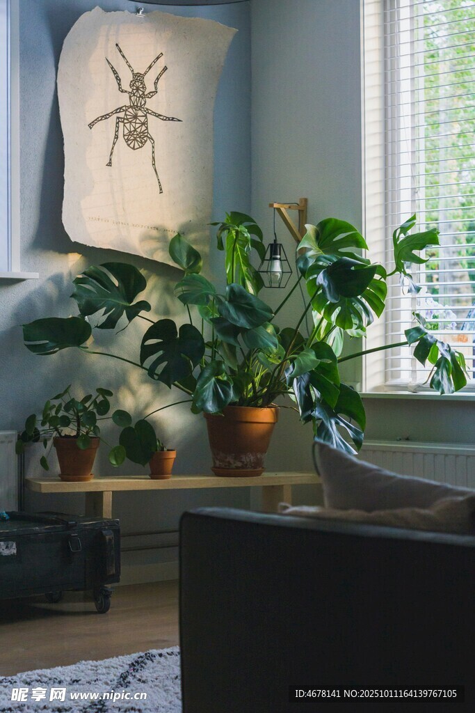 窗边绿植营造温馨室内景