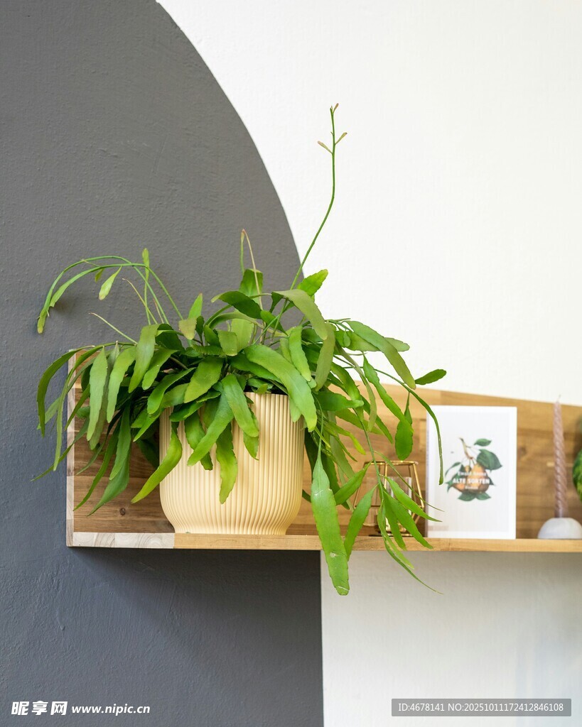 墙上绿植架清新小角落