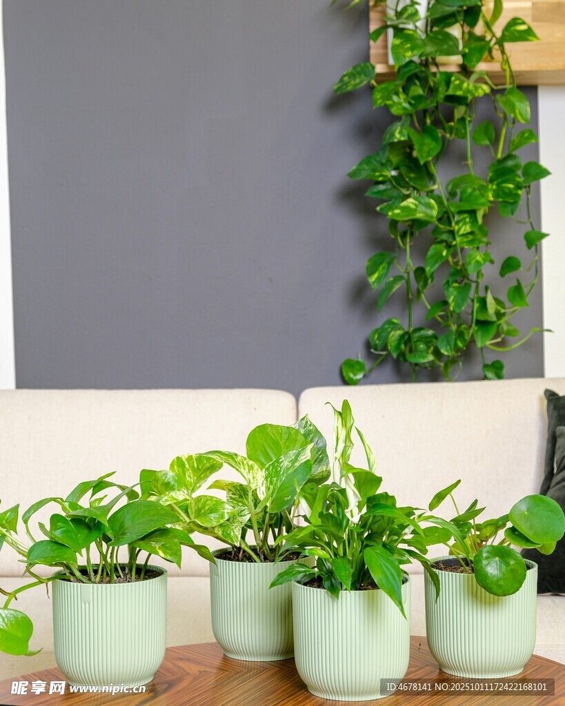 清新绿植盆栽摆放展示