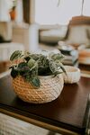 编织篮中绿植装点家居