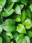 翠绿繁茂的绿叶植物