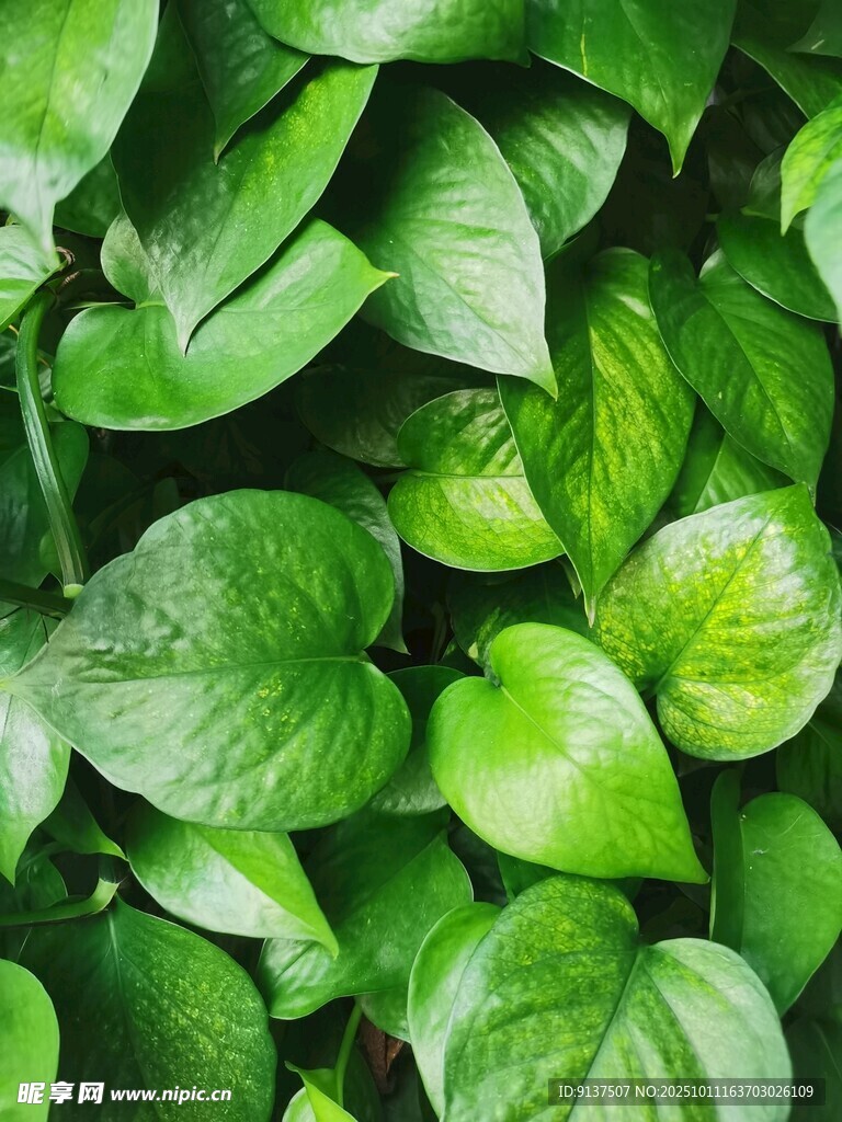 翠绿繁茂的绿叶植物